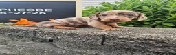 Miniature Dachshund dogs for sale: Phoebe - Ad 1