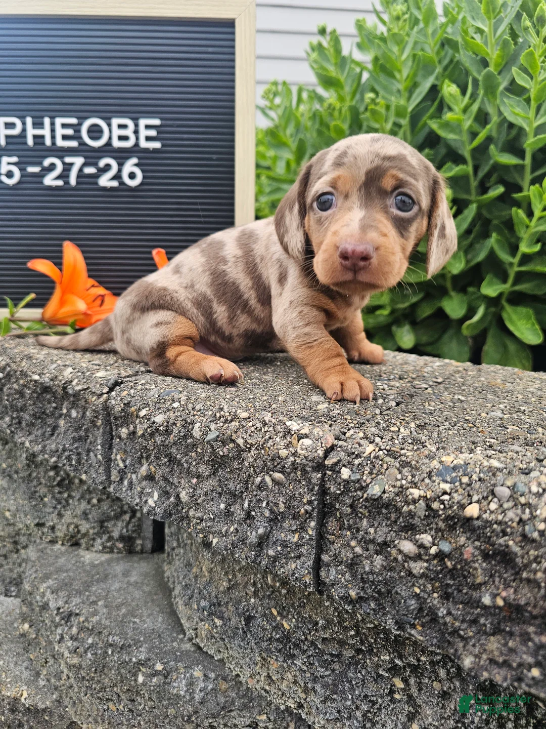 Miniature Dachshund dogs for sale: Phoebe - Ad 1