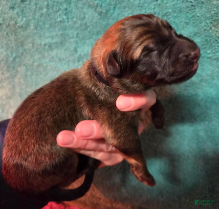 German Shepherd dogs for sale: Black Collar Boy - Ad 4