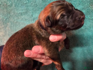 German Shepherd dogs for sale: Black Collar Boy - Ad 4