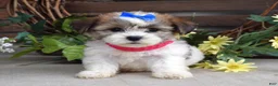 Teddy Bear dogs for sale: Iris - Ad 6
