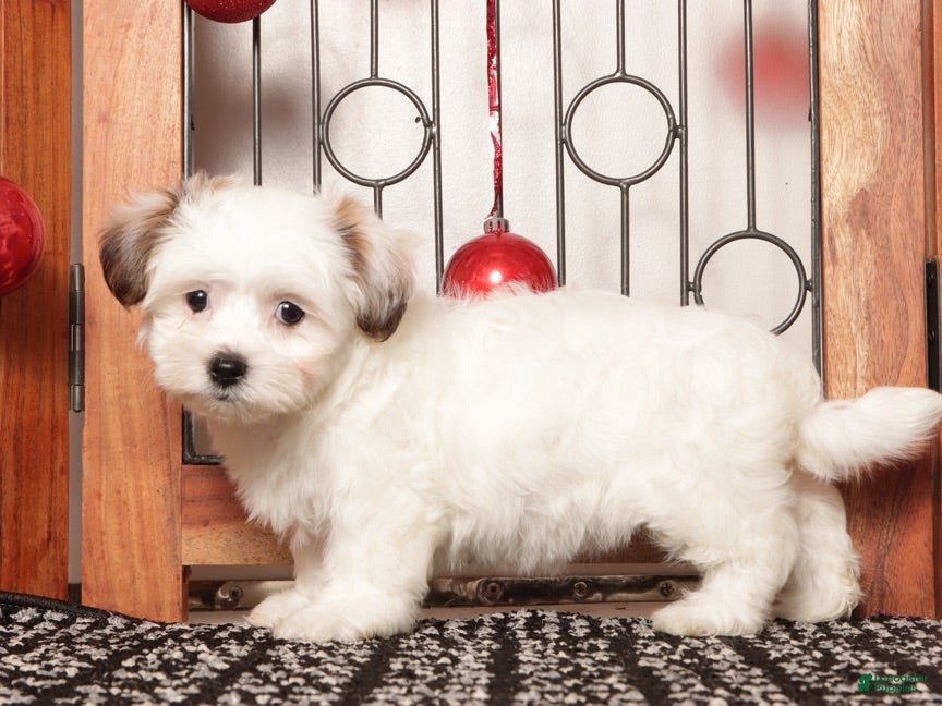 Teddy Bear dogs Juno - Ad 2