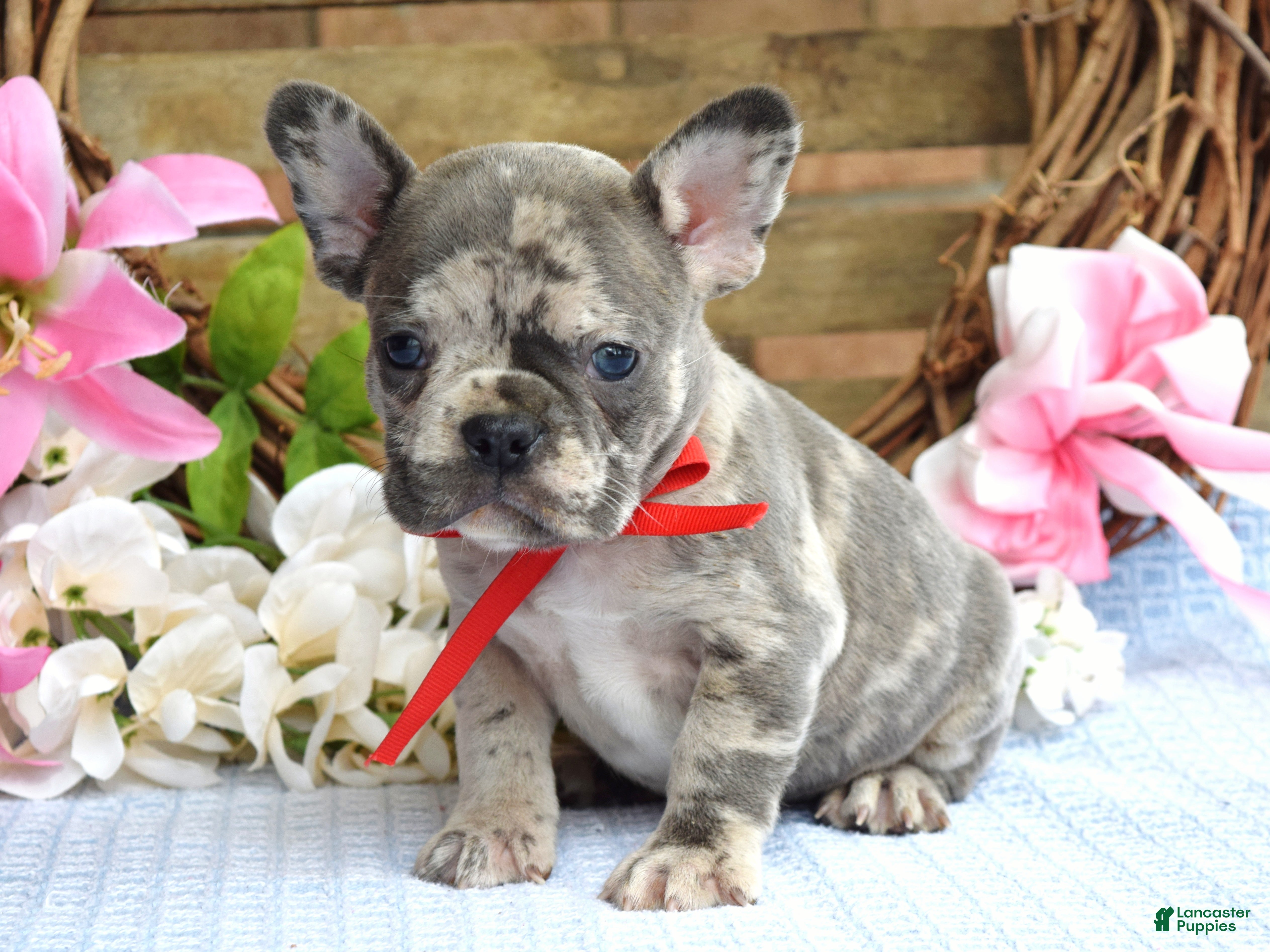 French Bulldog dogs Felix  - Ad 1
