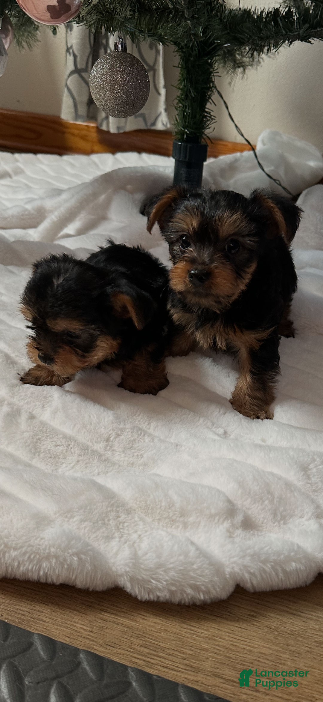 Yorkshire Terrier dogs for sale: Yorkshire Terrier Puppy 1 - Ad 8