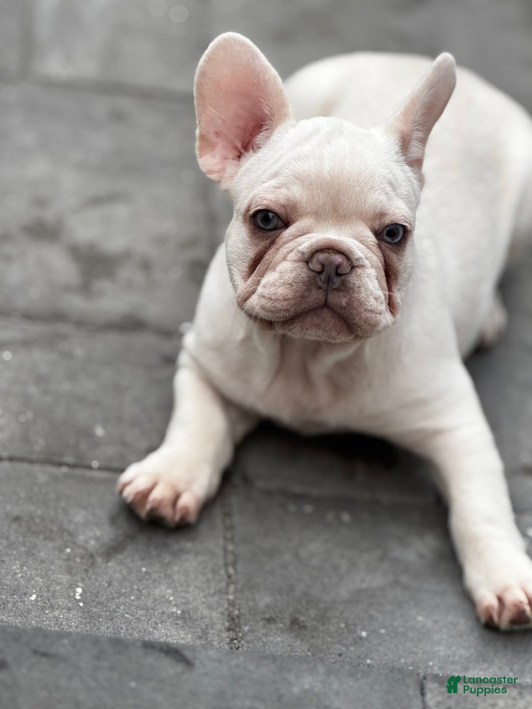 French Bulldog dogs for sale: Blanco - Ad 2