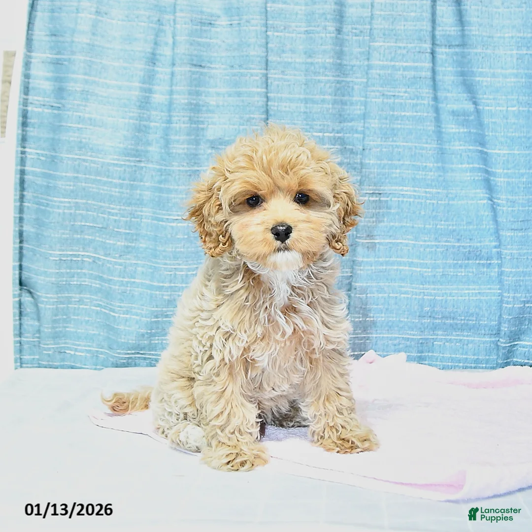 Cockapoo dogs for sale: Bitzy - Ad 3