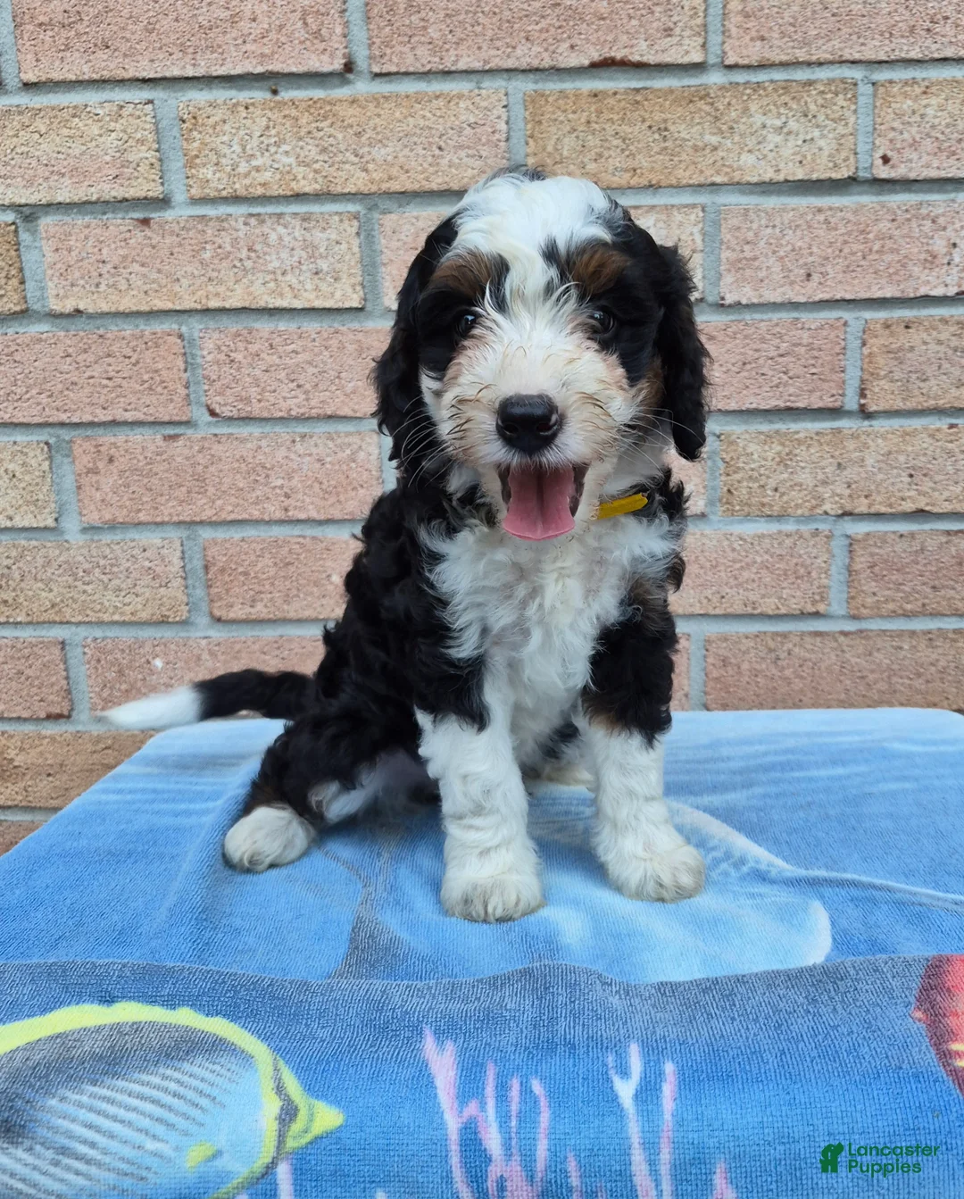 Mini Bernedoodle dogs for sale: Cocoa - Ad 2