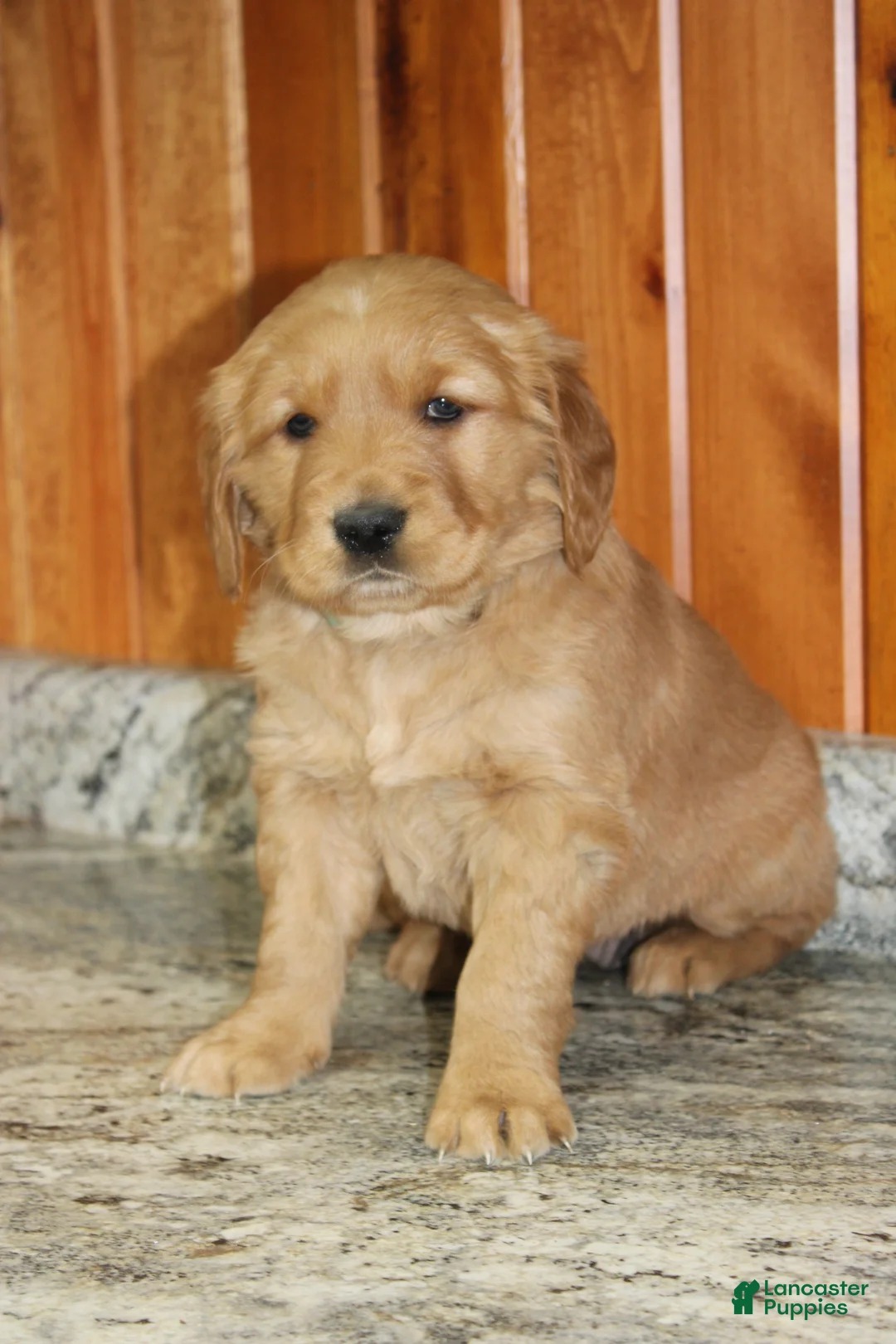 Golden Retriever dogs for sale: Stella - Ad 7