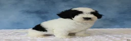 Mixed Breed dogs for sale: Charlie - Ad 3