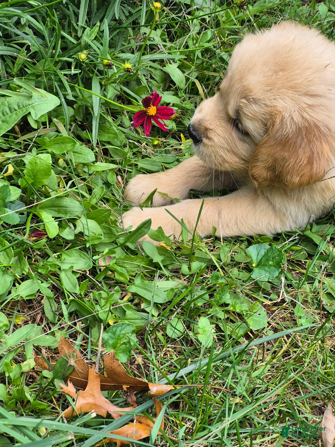 Golden Retriever dogs for sale: Christine - Ad 2