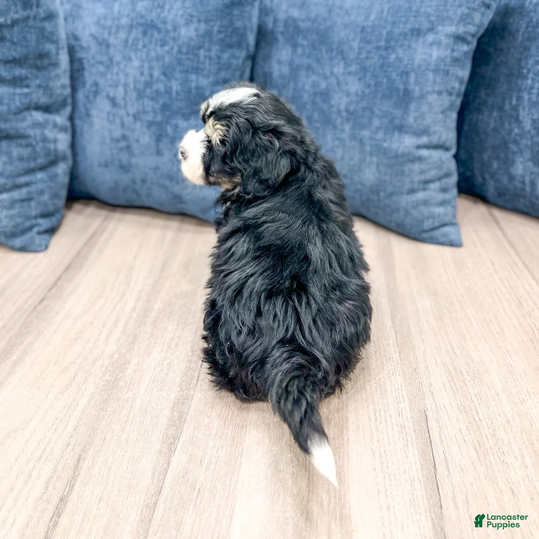 Mini Bernedoodle dogs for sale: Hunter - Ad 5
