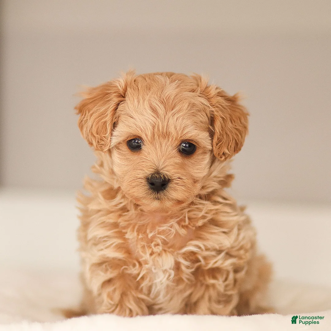 Maltipoo dogs for sale: Luca Maltipoo Puppy  - Ad 4