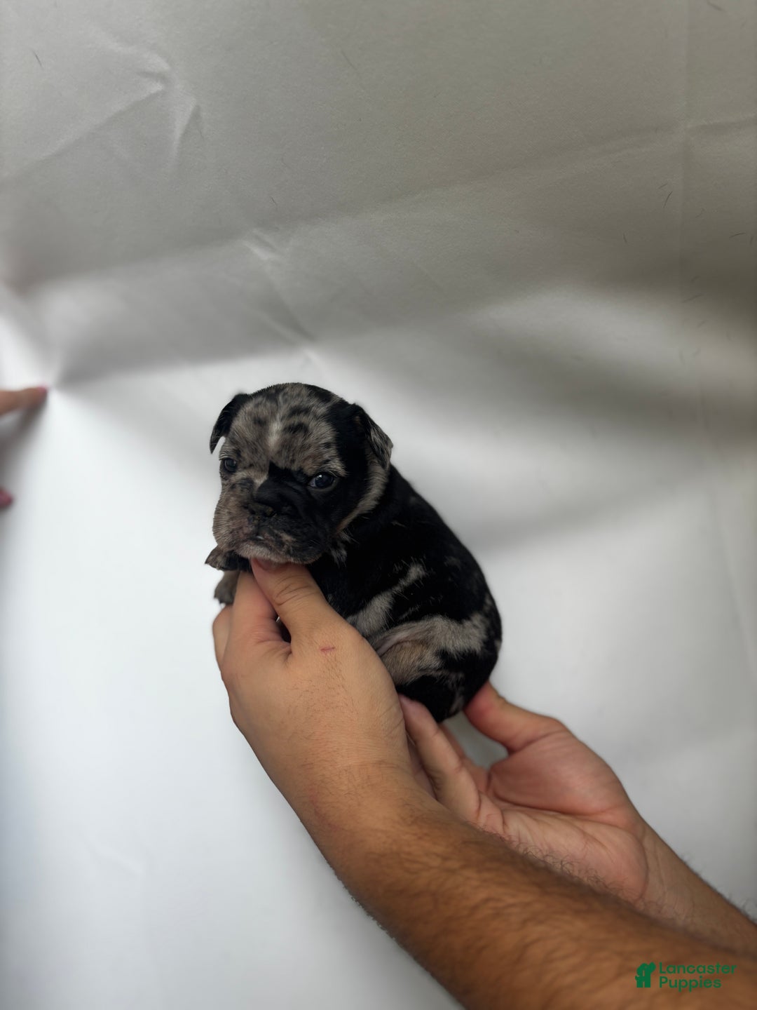 French Bulldog dogs for sale: Sunny - Ad 3