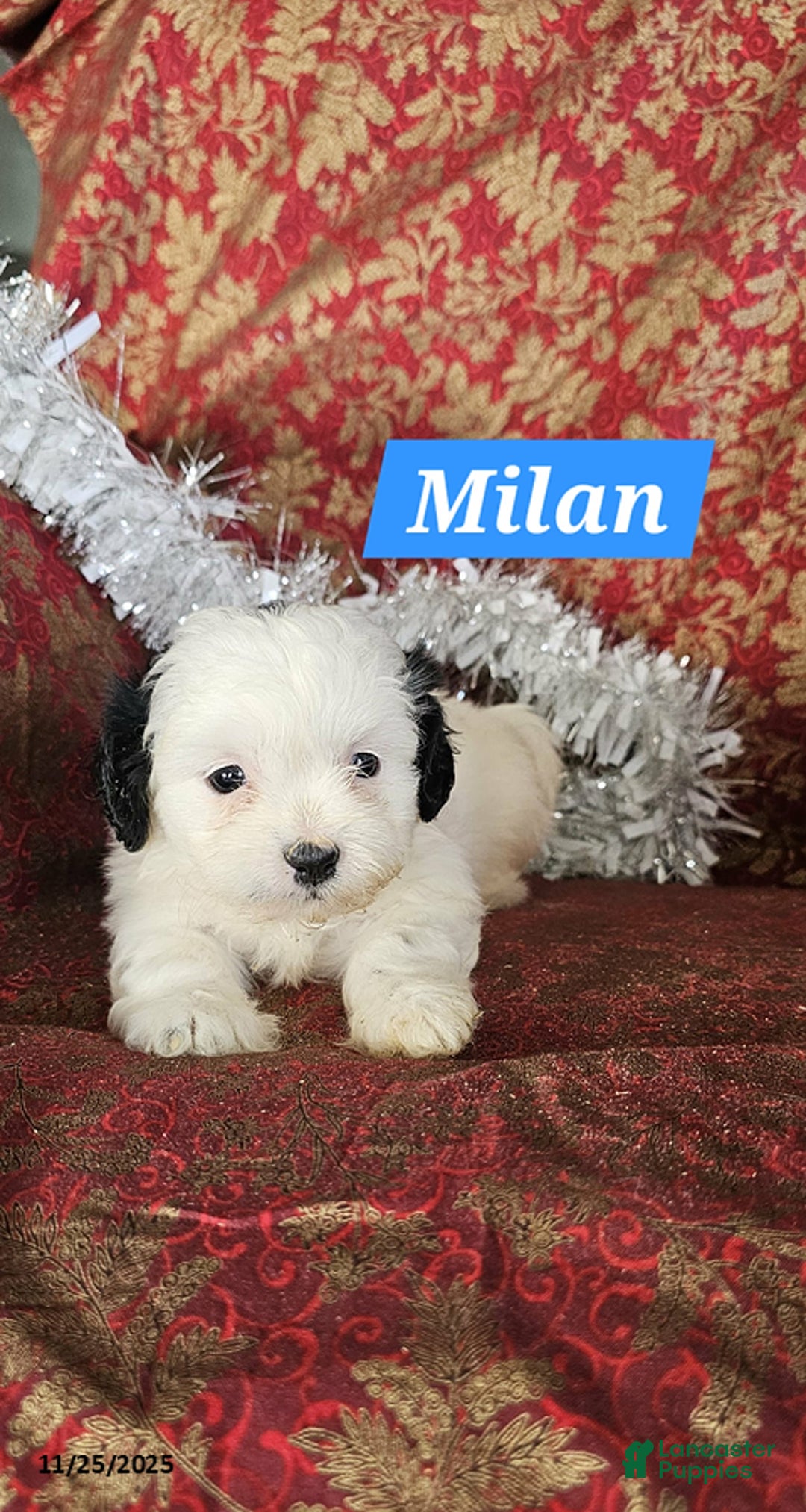 Shih Tzu dogs for sale: Milan - Ad 4