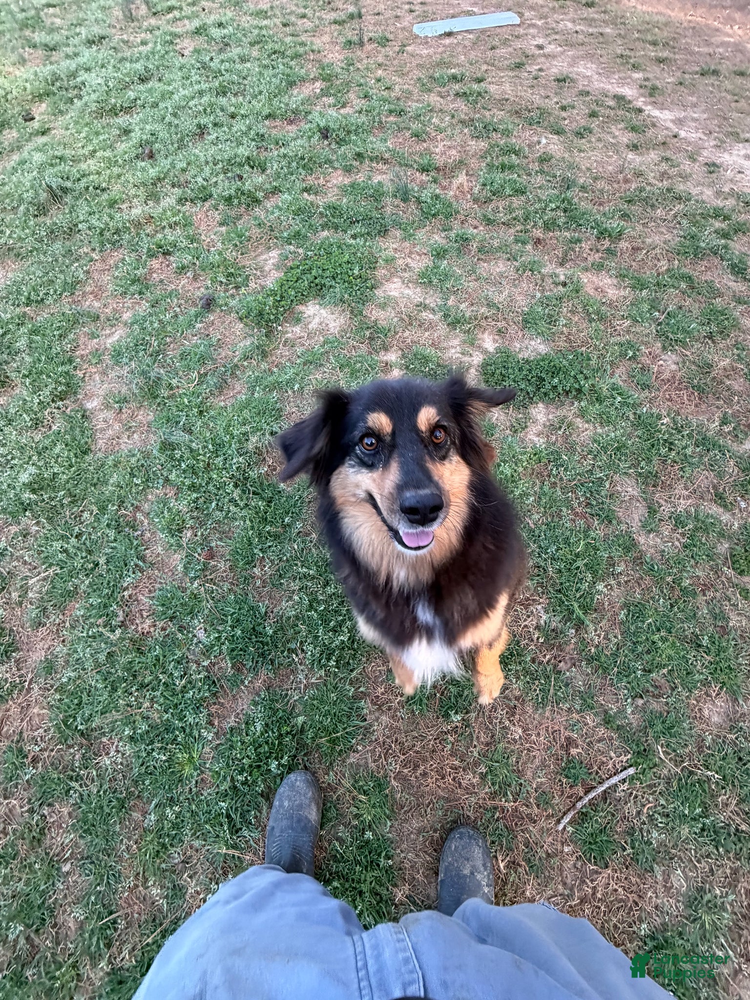 Australian Shepherd dogs Stella Mini Australian Shepherd - Ad 1