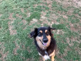 Australian Shepherd dogs for sale: Stella Mini Australian Shepherd - Ad 3