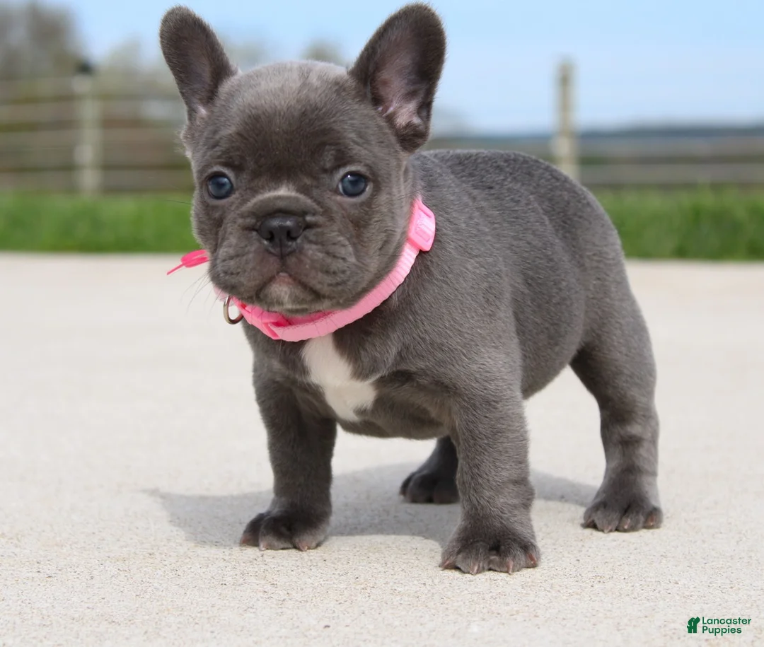 French Bulldog dogs for sale: Mia - Ad 1
