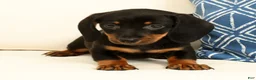 Miniature Dachshund dogs for sale: Jackie - Ad 7
