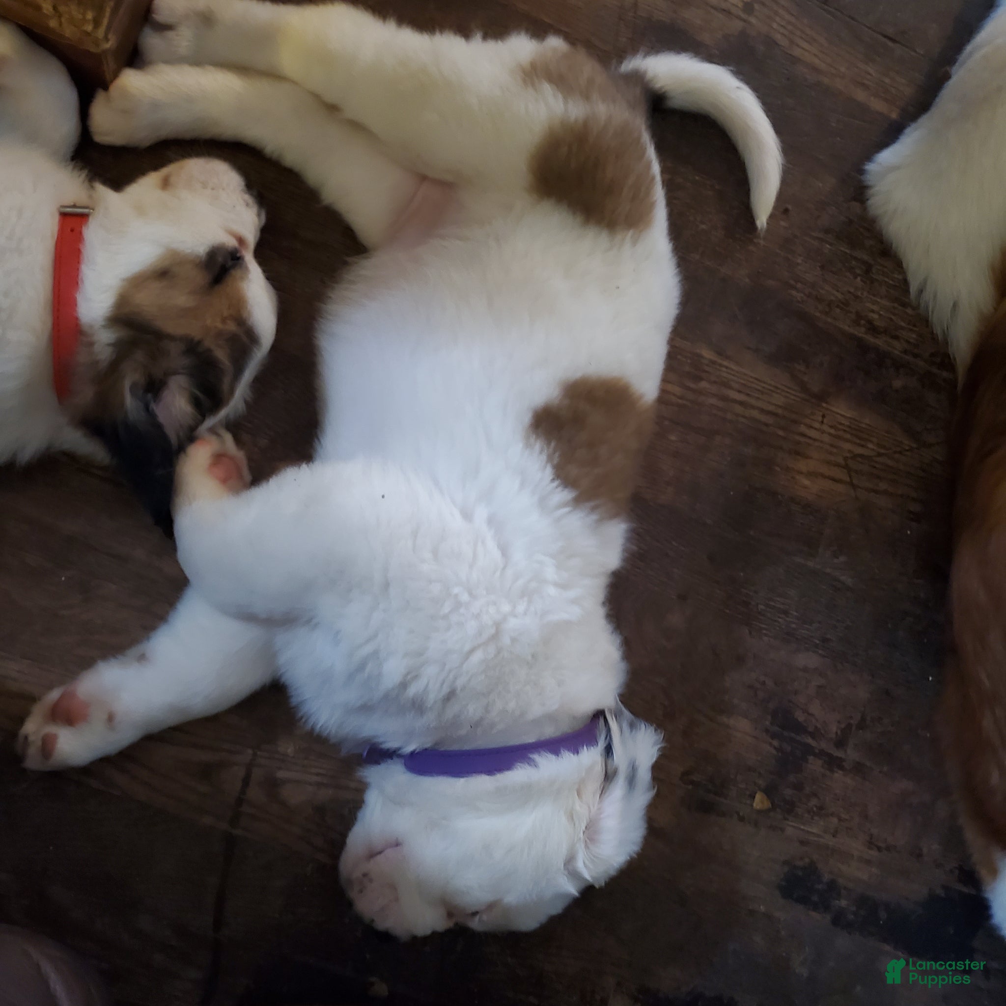 Saint Bernard dogs Saint Bernard Puppy 3 - Ad 28