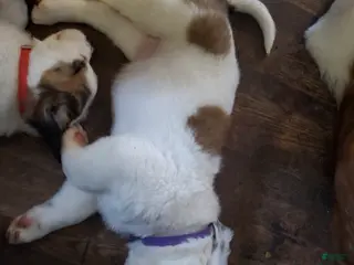 Saint Bernard dogs Saint Bernard Puppy 3 - Ad 28