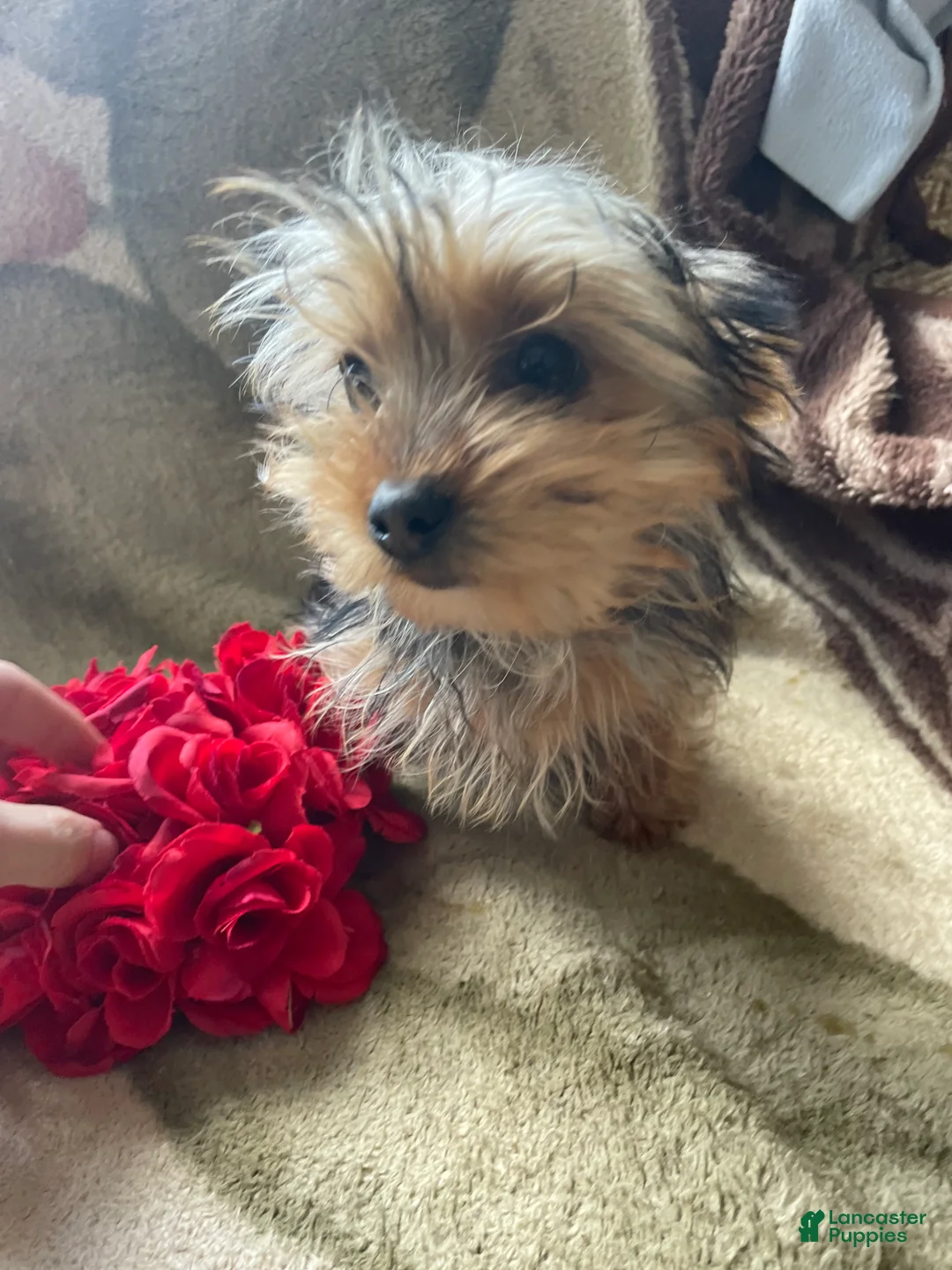Yorkshire Terrier dogs for sale: Buddy - Ad 4