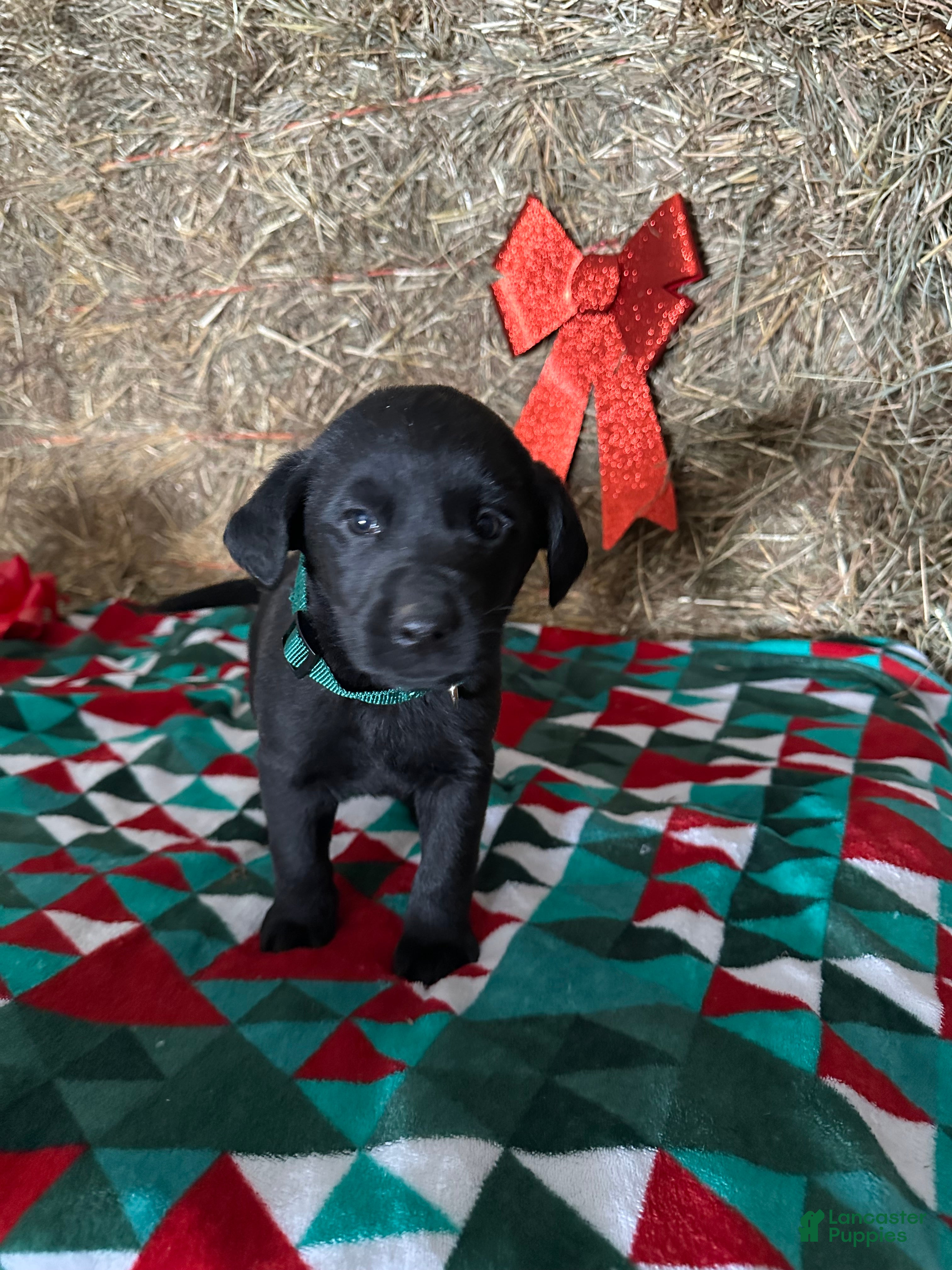 Labrador Retriever dogs for sale: Sparkle - Ad 2