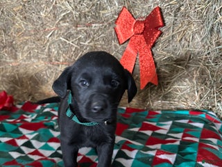 Labrador Retriever dogs for sale: Sparkle - Ad 2