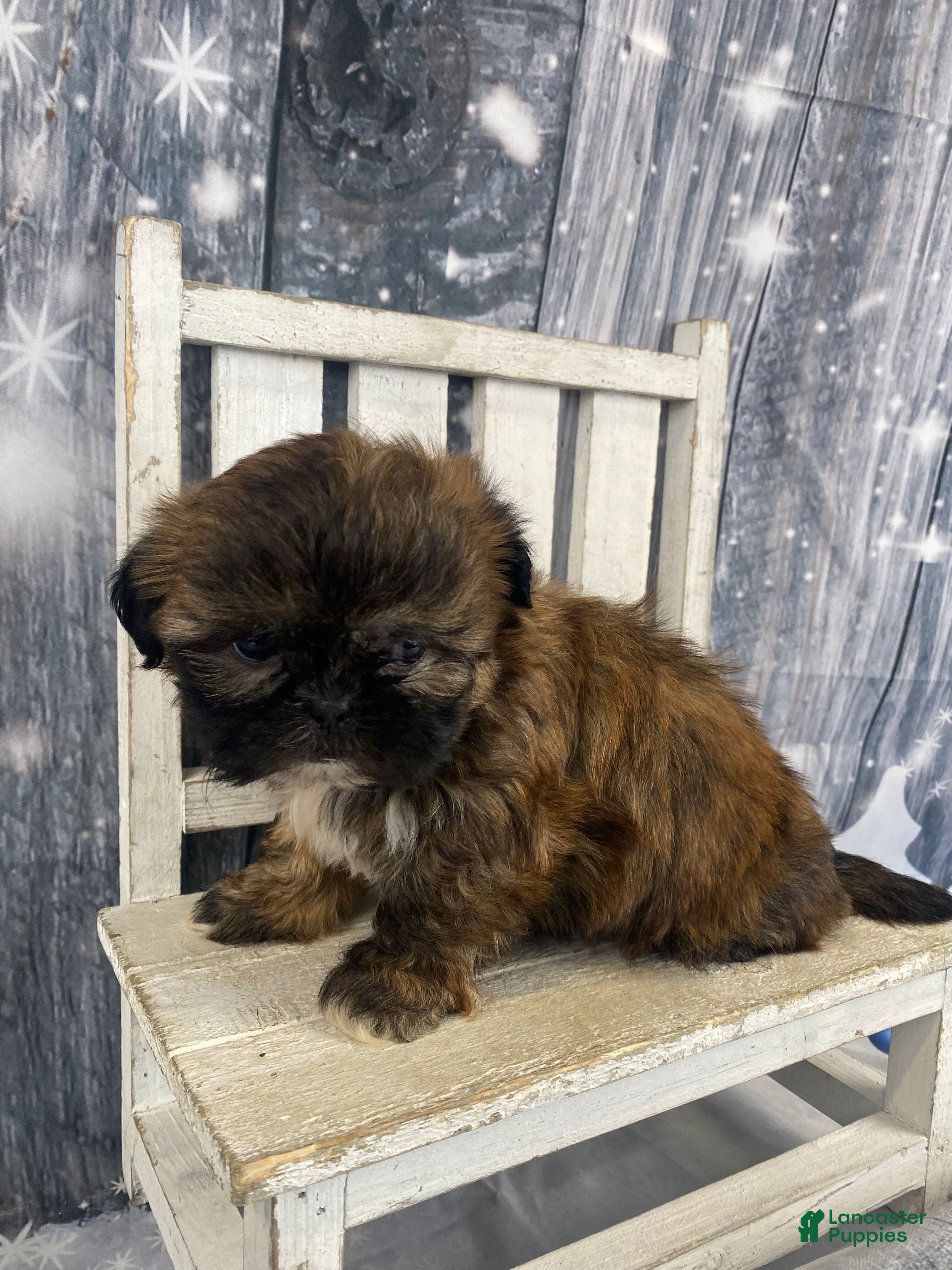 Shih Tzu dogs Mochi - Ad 31