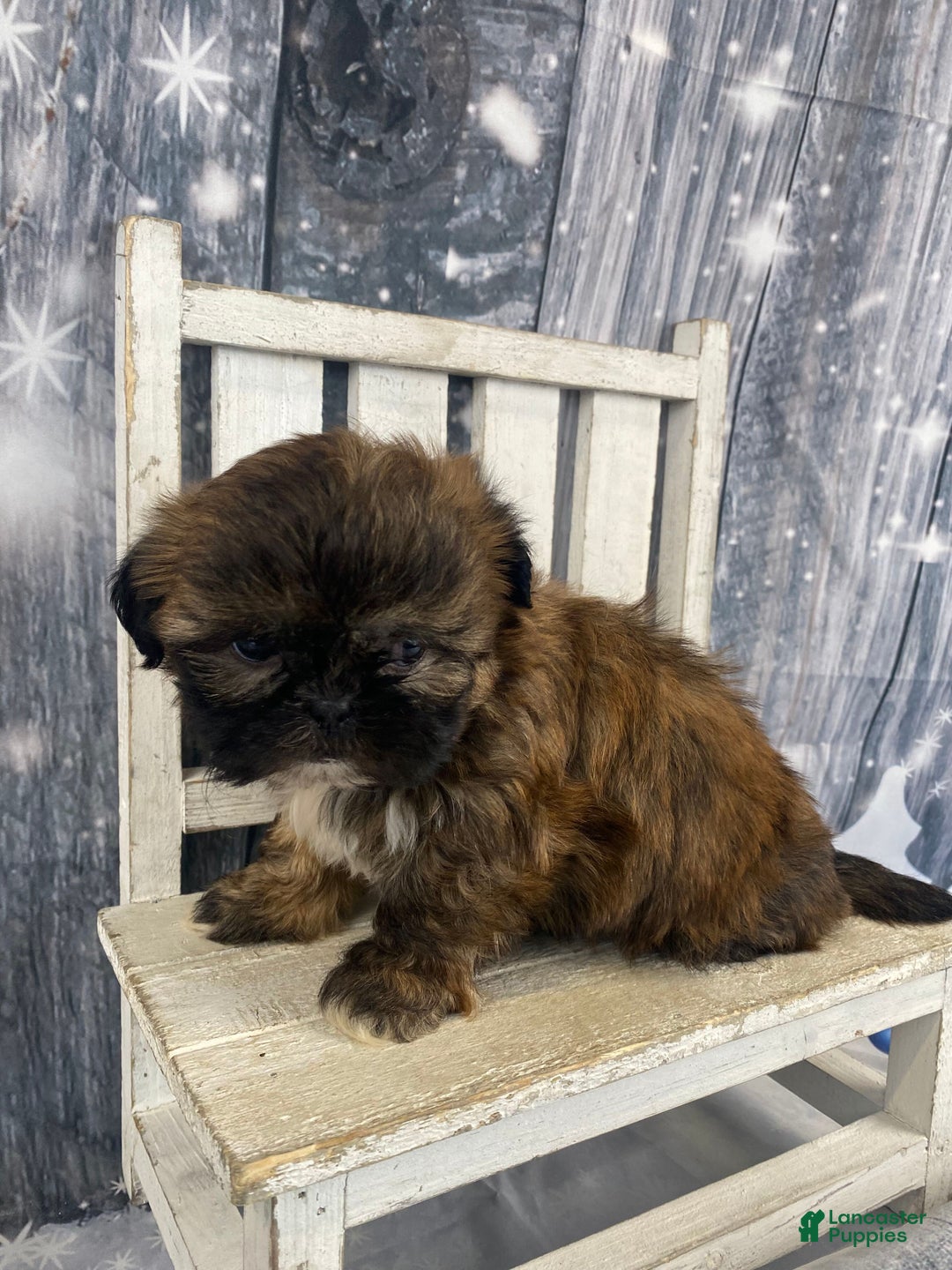 Shih Tzu dogs for sale: Mochi - Ad 1