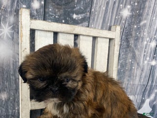 Shih Tzu dogs Mochi - Ad 5