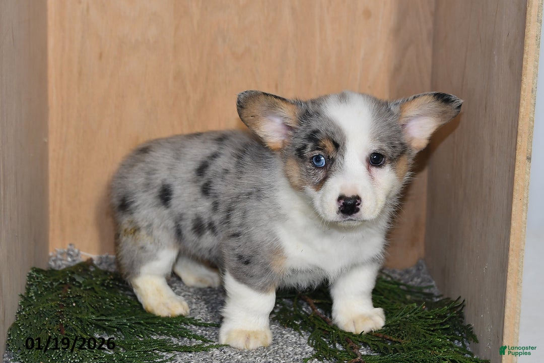 Welsh Corgi Pembroke dogs for sale: Jameson - Ad 1