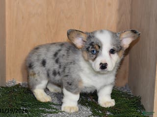 Welsh Corgi Pembroke dogs Jameson - Ad 41