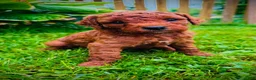 Mini Goldendoodle dogs for sale: Daisy - Ad 8