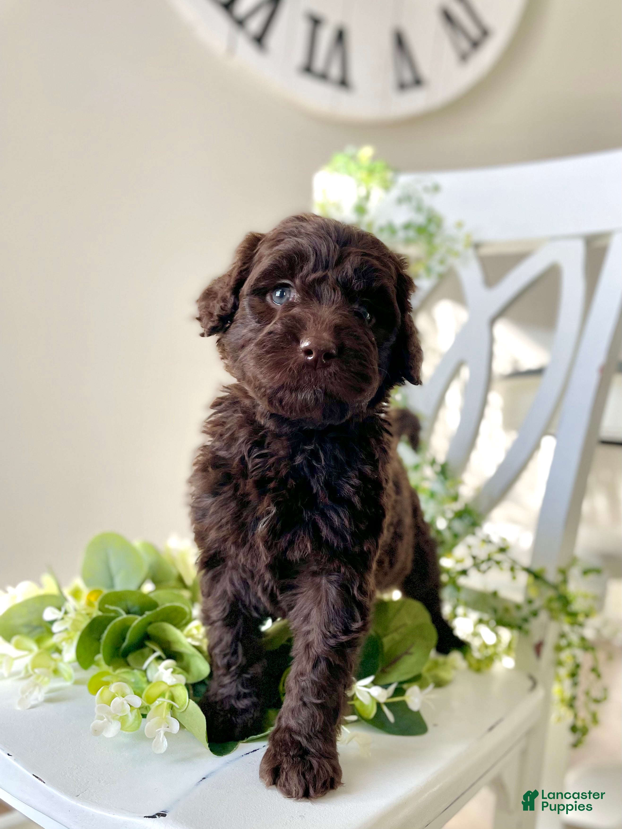 Goldendoodle dogs Ms blue - Ad 2