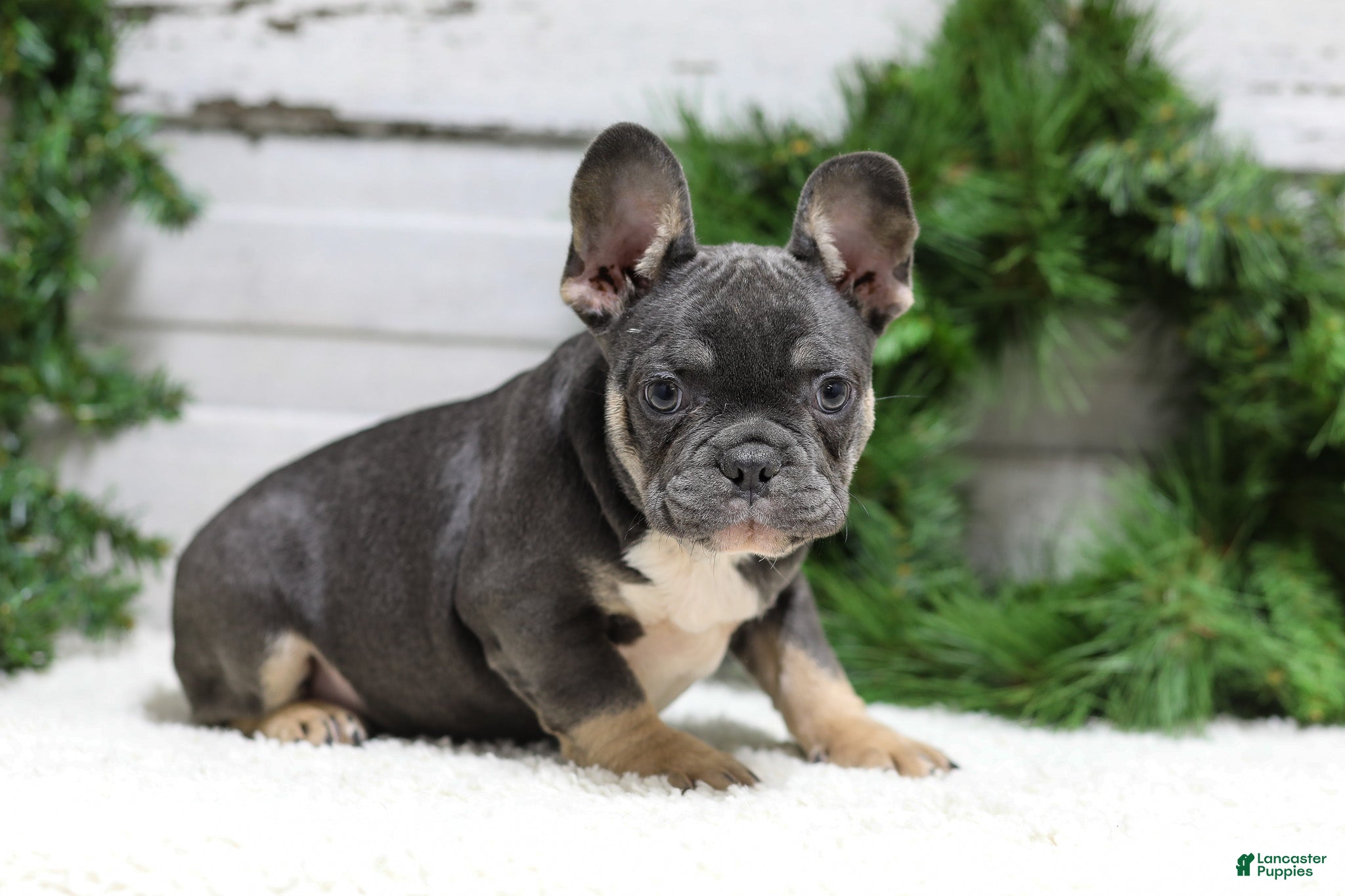 French Bulldog dogs Jasper - Ad 21