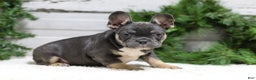 French Bulldog dogs for sale: Jasper - Ad 1