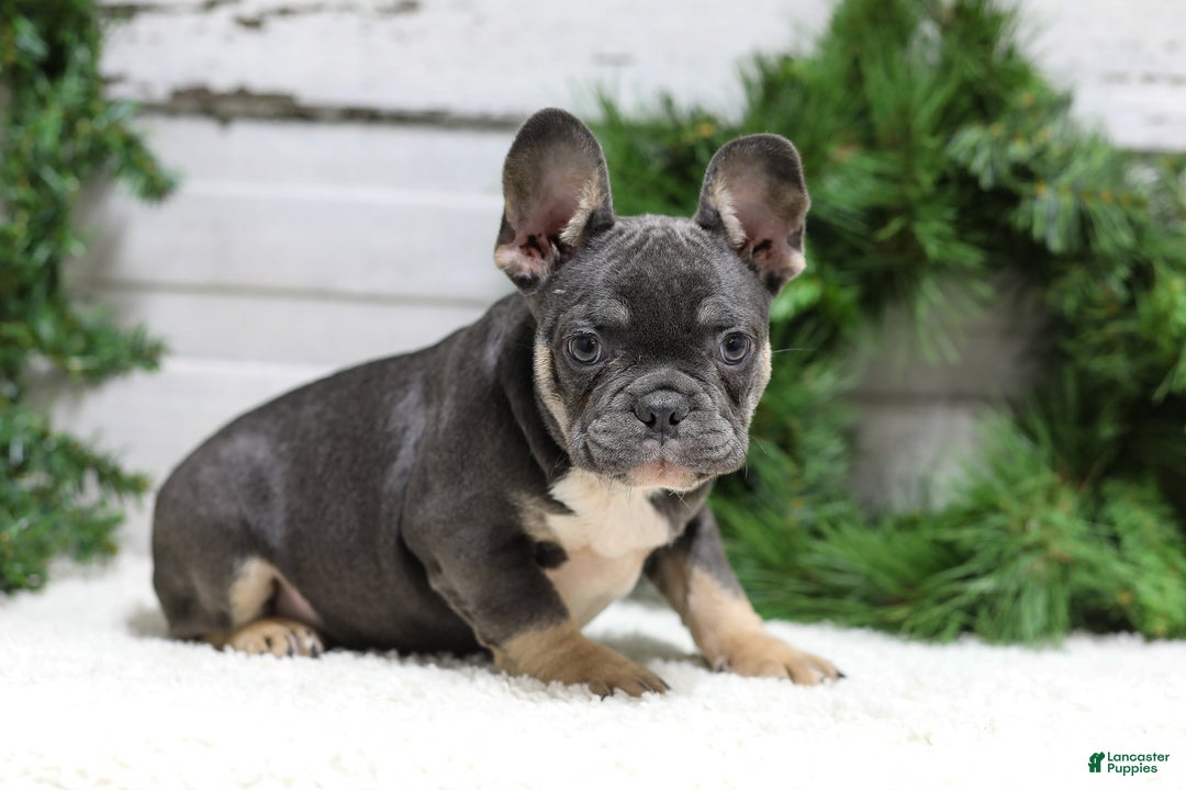 French Bulldog dogs for sale: Jasper - Ad 1
