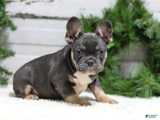 French Bulldog dogs Jasper - Ad 17