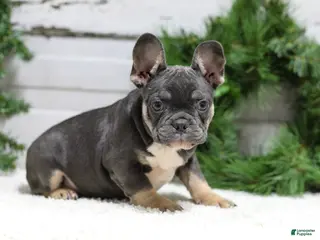 French Bulldog dogs Jasper - Ad 41