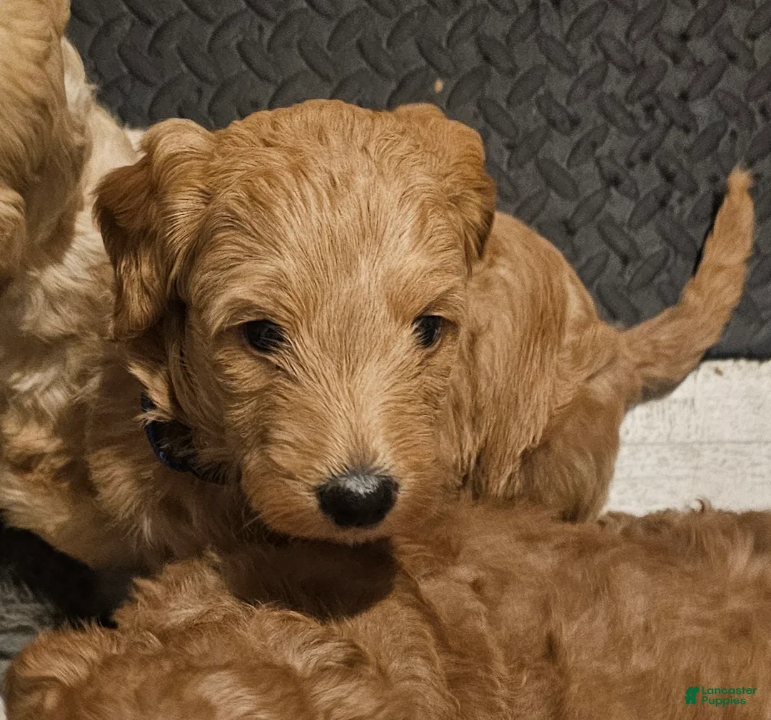 Mixed Breed dogs for sale: Oliver - Ad 7