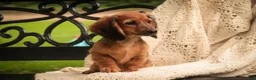 Miniature Dachshund dogs for sale: Annie Miniature Dachshund  - Ad 4