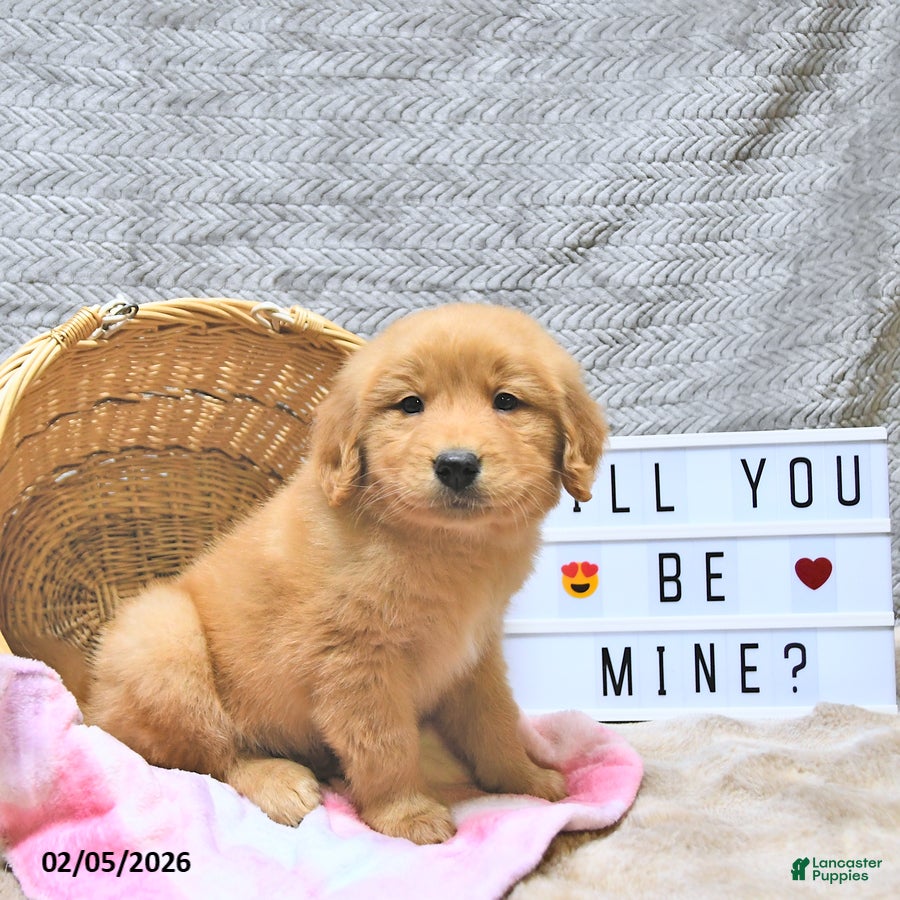 Golden Retriever dogs Link - Ad 2
