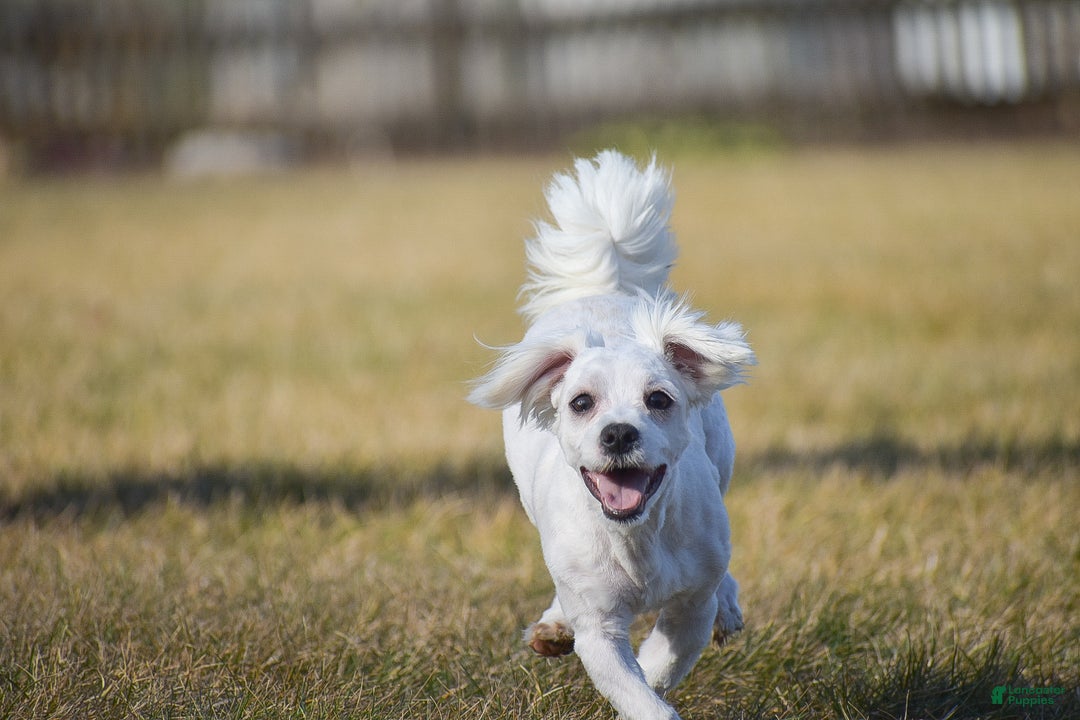 Maltese dogs for sale: Gavin - Ad 3