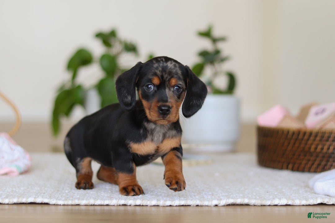 Miniature Dachshund dogs for sale: Ivy - Ad 6