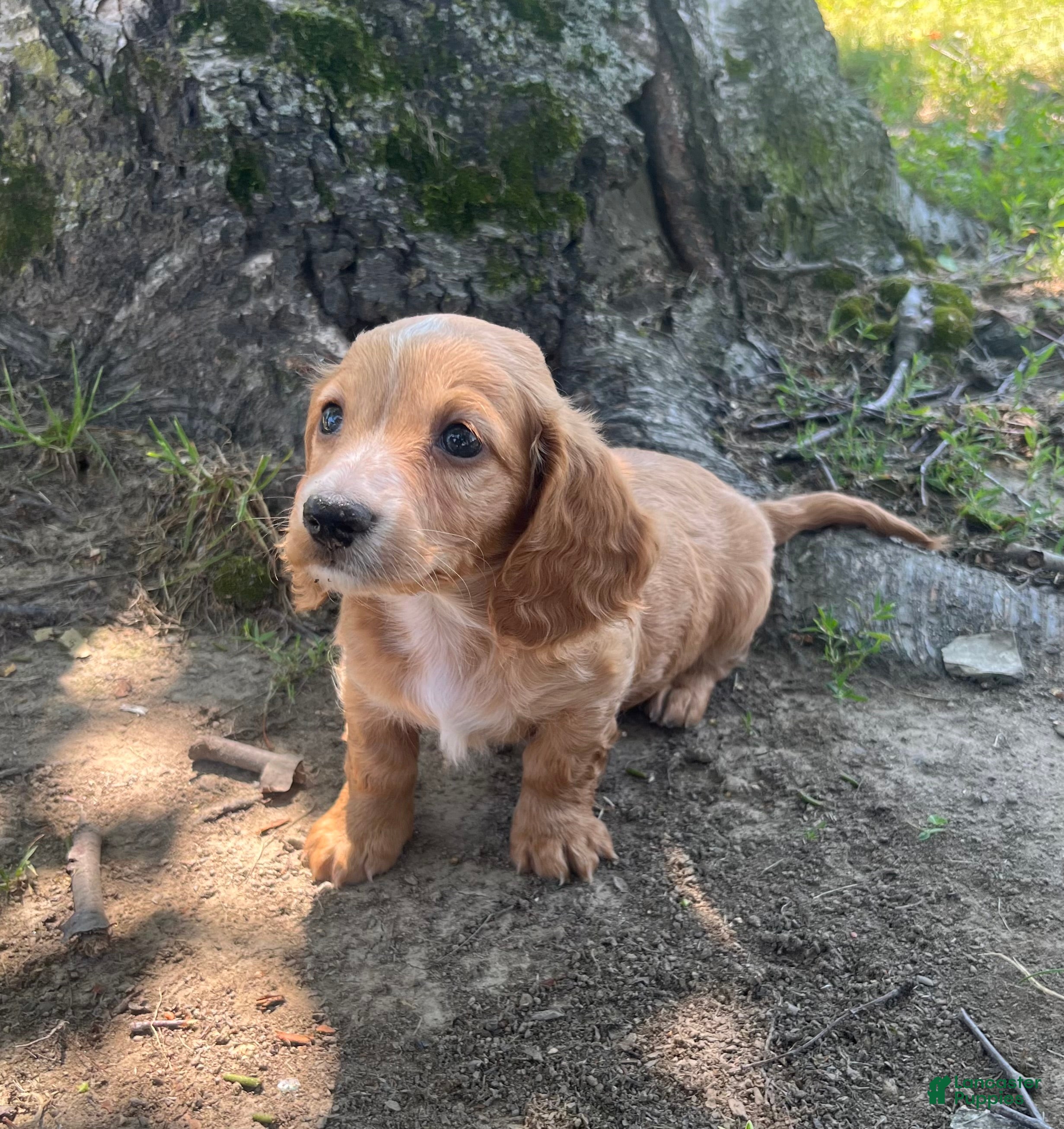 Miniature Dachshund dogs Bruce - Ad 2