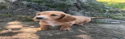 Miniature Dachshund dogs for sale: Bruce - Ad 2