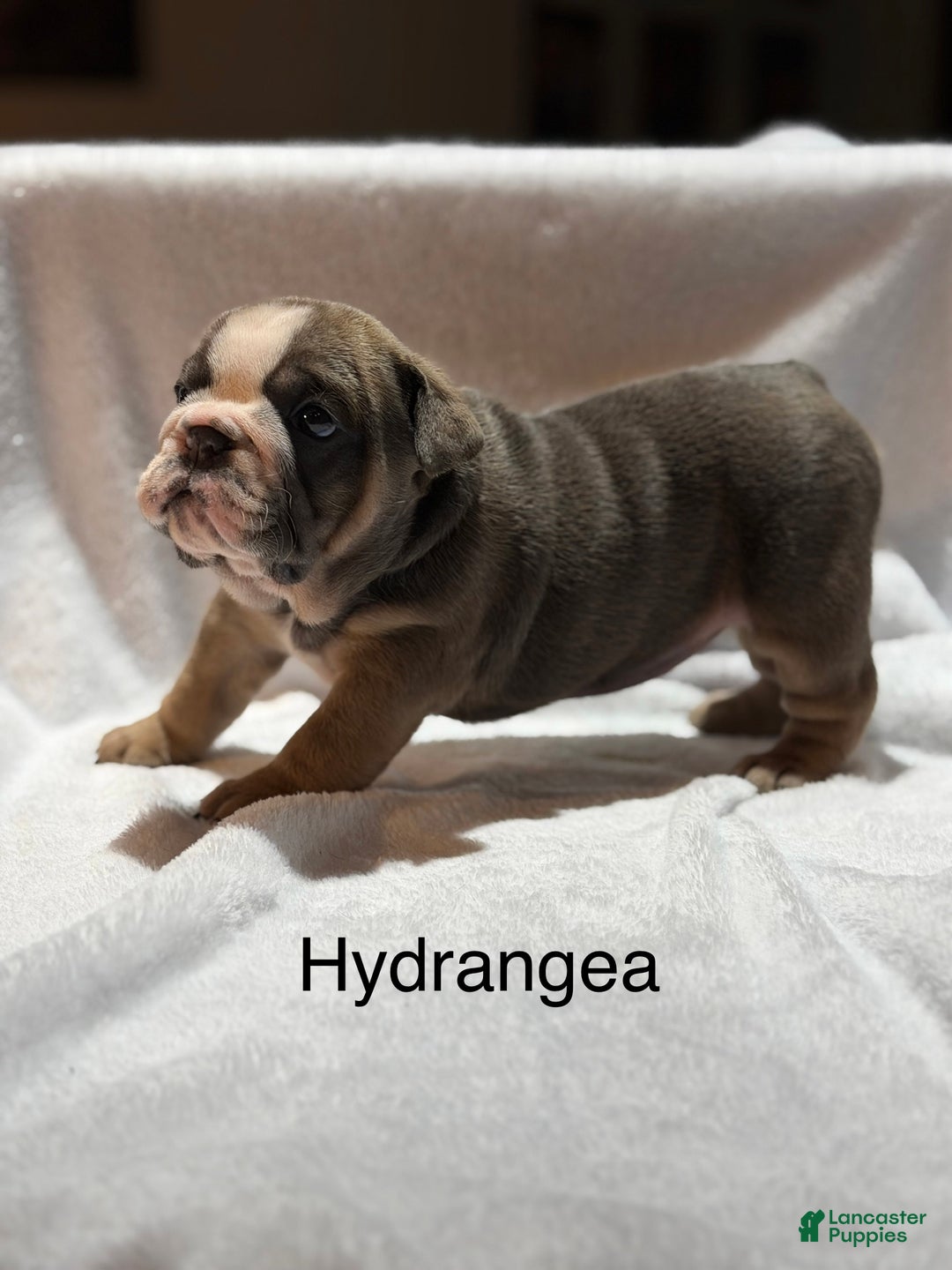 English Bulldog dogs for sale: English Bulldog Puppy 4 - Ad 13