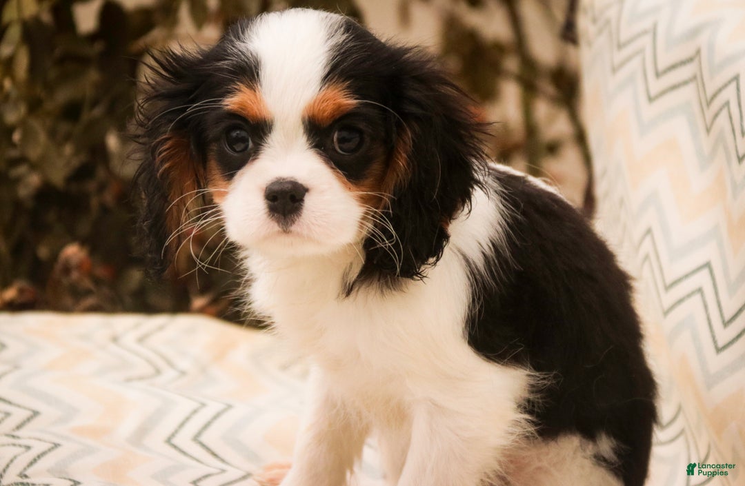 Cavalier King Charles Spaniel dogs for sale: Chester - Ad 3