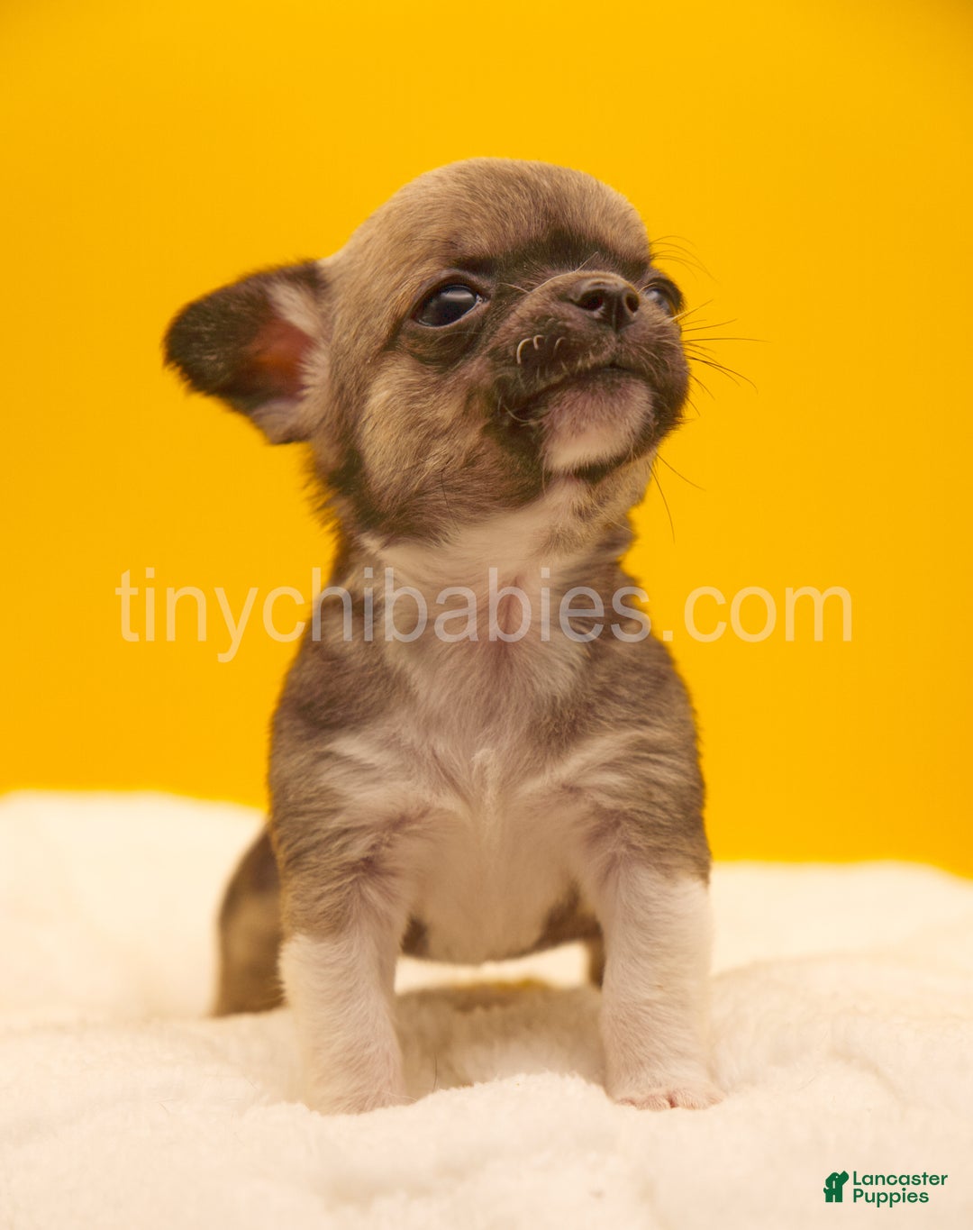 Chihuahua dogs for sale: Luna - Ad 2