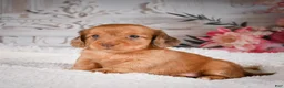Miniature Dachshund dogs for sale: AKC-Kayla - Ad 8